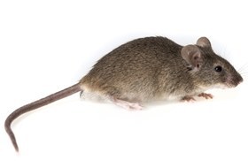 house mouse control