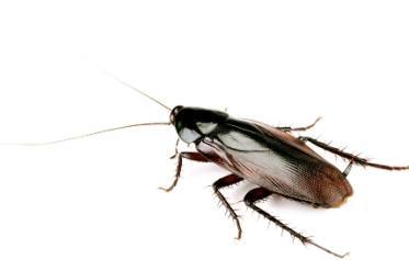 Smokey Brown cockroach