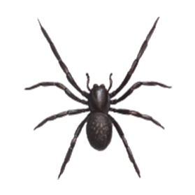black house spider