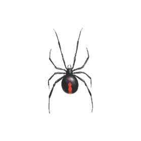 red back spider control