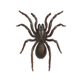 female trapdoor spider