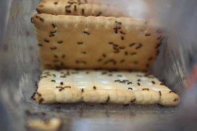 Ants on biscuits