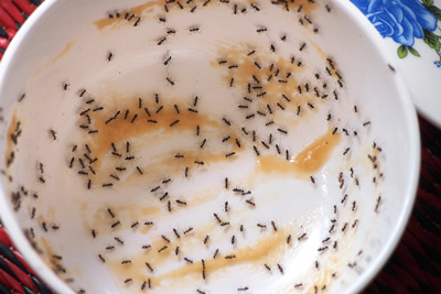 Ants problem in kitchen