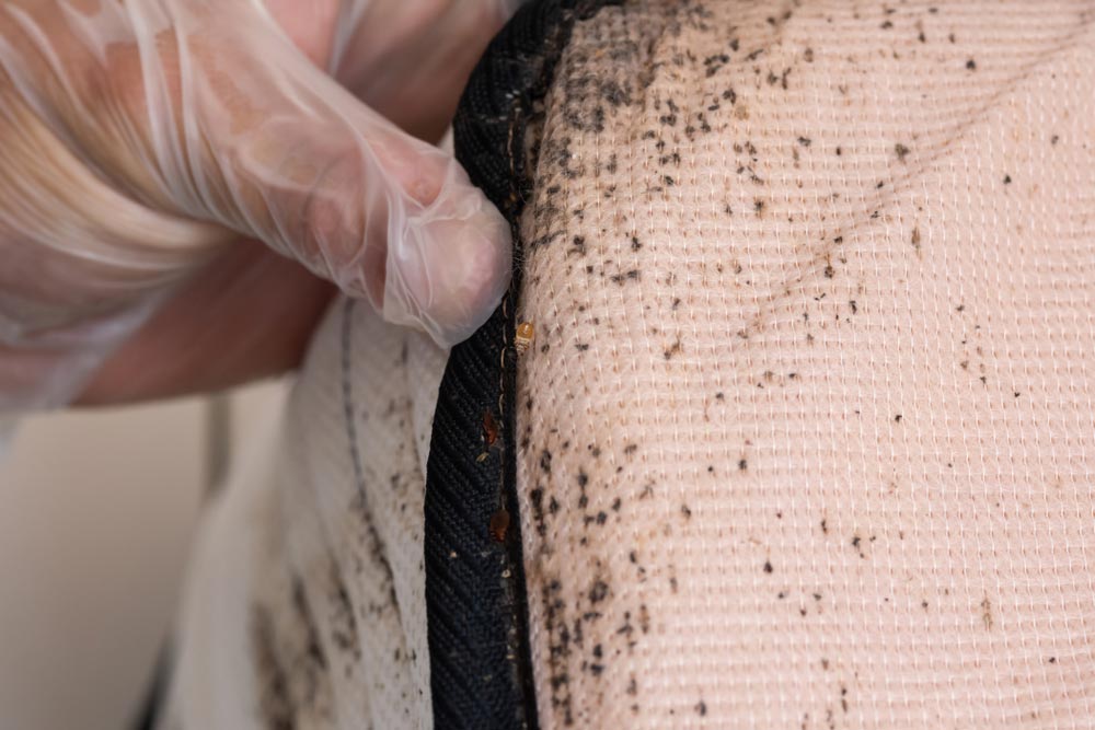 Bed bugs in mattress seams