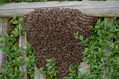 Bee Swarm On Bush
