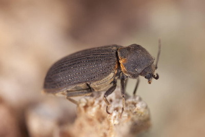Furniture Beetle / Anobium Punctatum