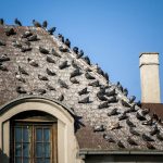 Can Bird Droppings Damage Your Roof