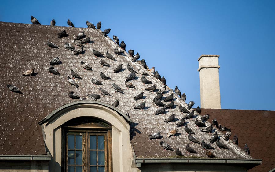 Can Bird Droppings Damage Your Roof