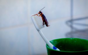 How Can Cockroaches Affect Your Health