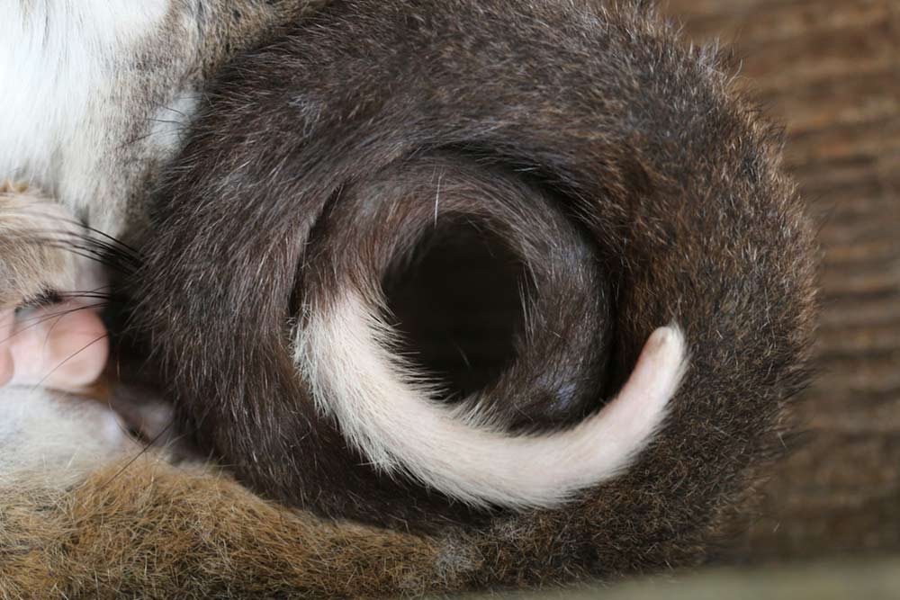 Ring of a Ring Tail Possum