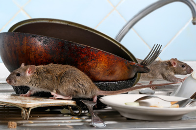 Rats on Kitchen Sink